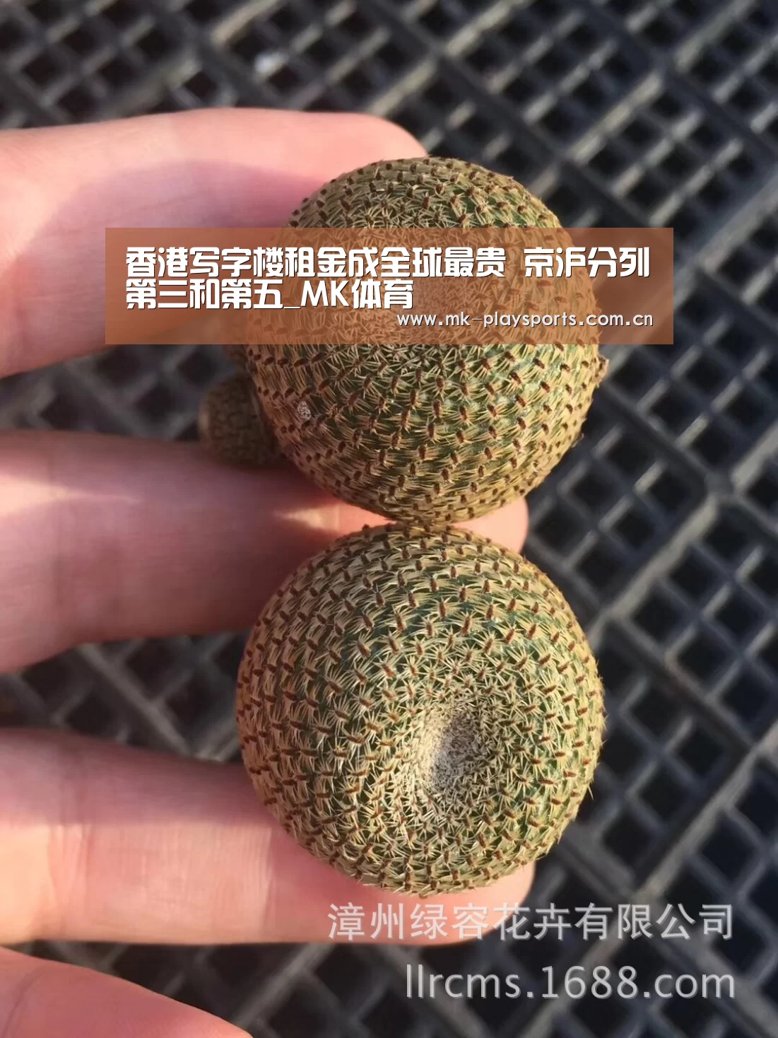 MK体育官方网站